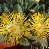 Pleiospilos compactus subsp. canus (magnipunctatus) ©JLcoll.3868.jpg